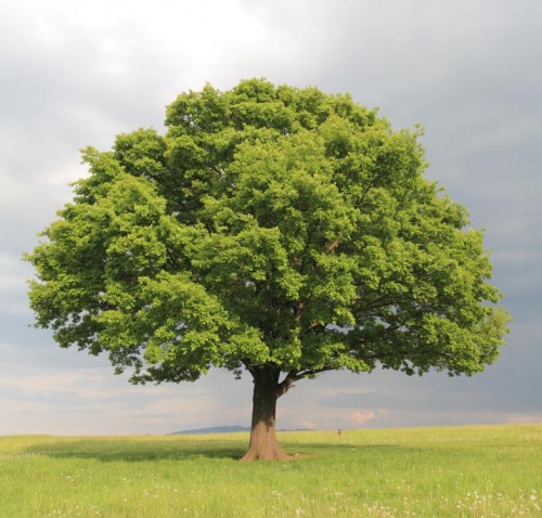  Árvores isoladas oferecem grande risco por atraírem raios