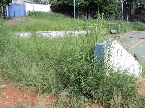 Quadras de tênis de cimento precisam de manutenção de limpeza e repintura