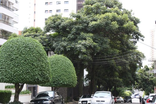 Árvores embelezam trecho na Rua Professor Pedreira de Freitas 