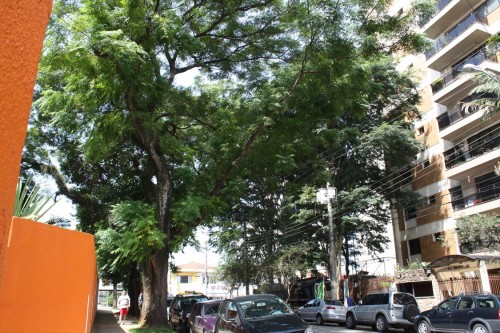 Árvore na Rua Serra de Jurea na altura do número 866: lindo de se ver
