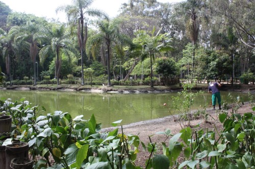 Falta verba para que a secretaria realize a limpeza da água do lago do Piqueri