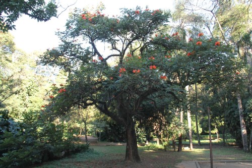 Parque tem 152 espécies de árvores, das quais cinco estão ameaçadas como a grumixama e o pinheiro-do-paraná