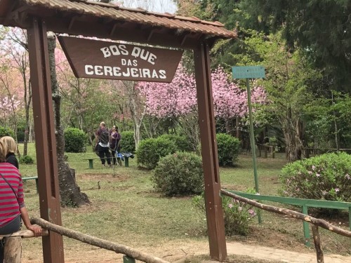 bosque das cerejeiras - Federacao de Sakura e Ipe do Brasil